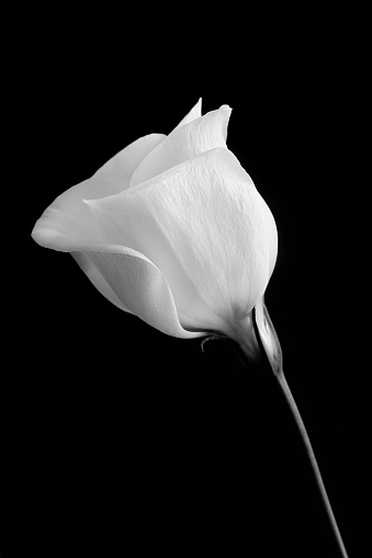 Lisianthus head shot in studio with natural light against black background