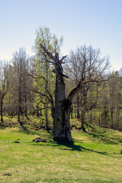 istock Lagerbrunna Anchient Oak 1012138316
