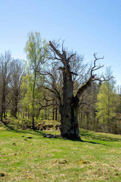 istock Lagerbrunna Anchient Oak 1012138328