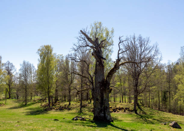 istock Lagerbrunna Anchient Oak 1012138604
