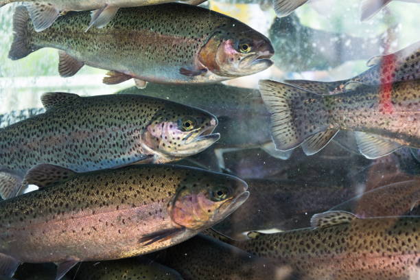 viver peixes arco-íris trutas, oncorhynchus mykiss, nadando no aquário - truta arco íris - fotografias e filmes do acervo