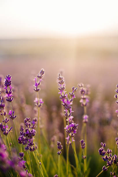 istock Field of blooming lavender. 1012146246