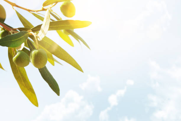 istock Olives, summer backround, Spain, Italy 1012146554