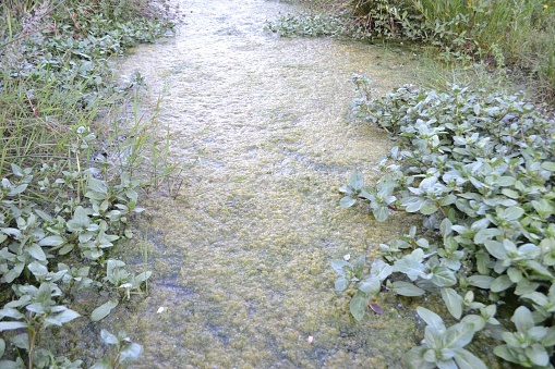 Algal bloom in a small body of stagnant freshwater.