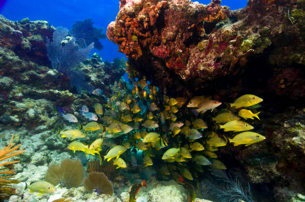 The behaviour of bright yellow snapper observed whilst diving off of Key Largo. A school of snapper are sheltering under the underside of a shallow coral outcrop in the Florida keys.  Their brilliant shiny yellow make them stand out against the background. scuba diver point of view stock pictures, royalty-free photos & images