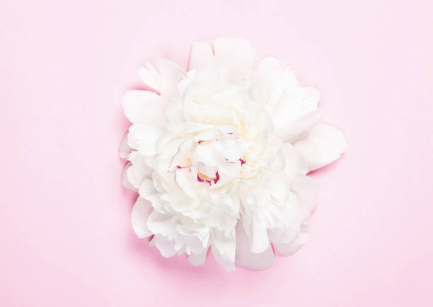 istock White peony flower on pastel pink background. Top view. Flat lay. 1012154042