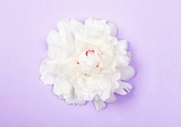 istock White peony flower on pastel purple background. Top view. Flat lay. 1012154062