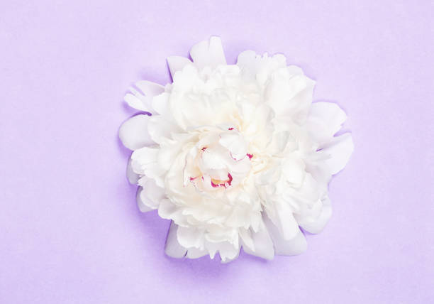 istock White peony flower on pastel purple background. Top view. Flat lay. 1012154070