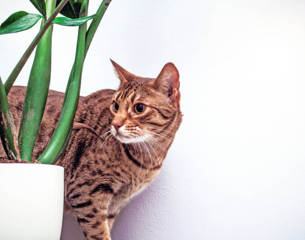 ocicat cat near flower on white wall background, housecat indoor, copy space - domestic cat towel pets animal imagens e fotografias de stock
