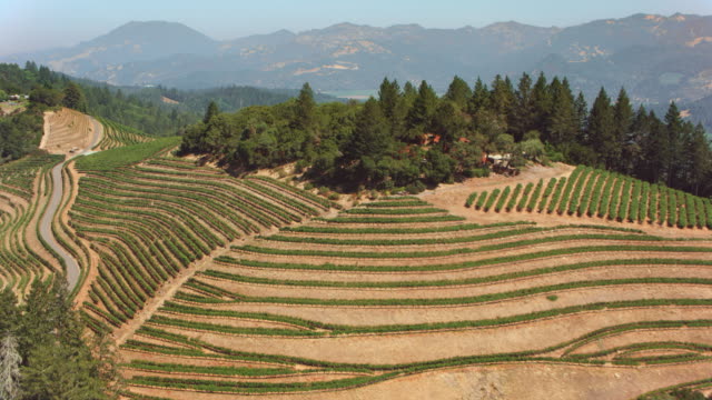 AERIAL Vineyards in Napa Valley, CA
