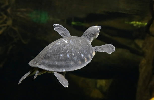 tortue à nez de cochon de nouvelle-guinée - turtle photos et images de collection