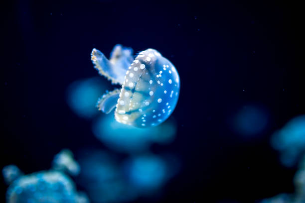 jelly fish - white spotted jellyfish imagens e fotografias de stock