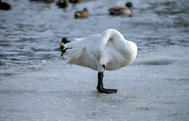 istock Whooper swan is grooming it self on the ice 1012170316