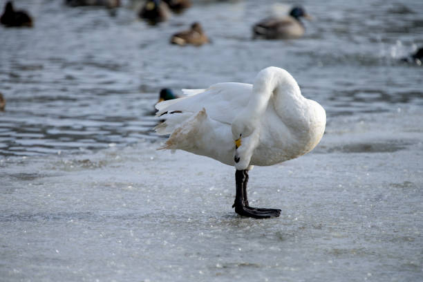 istock Whooper swan is grooming it self on the ice 1012170320