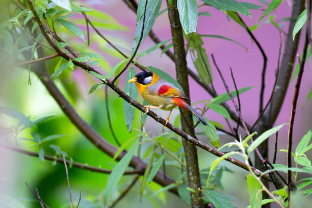 istock Beautiful bird : adult Silver-eared mesia (Leiothrix argentauris) 1012172526