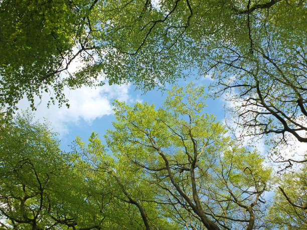 istock bright blue spring sky with white clouds viewed through a vibrant green forest canopy 1012172600