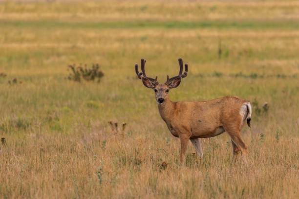 istock Mule Deer Buck in Velvet 1012172918