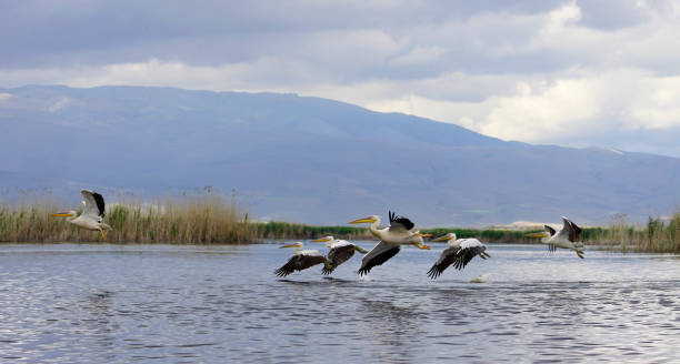 istock Pelikans at Eber lake, Afyon, Turkey 1012178398