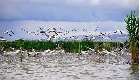 Pelikans and other birds flying at Eber lake, Afyon, Turkey