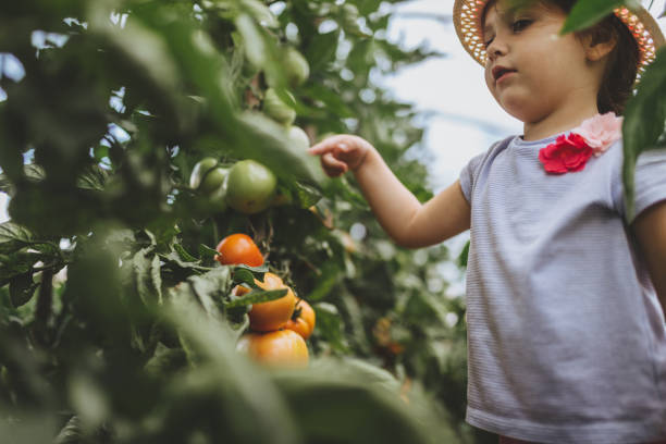 istock Lovely child checking on tomato in a greenhouse 1012181182