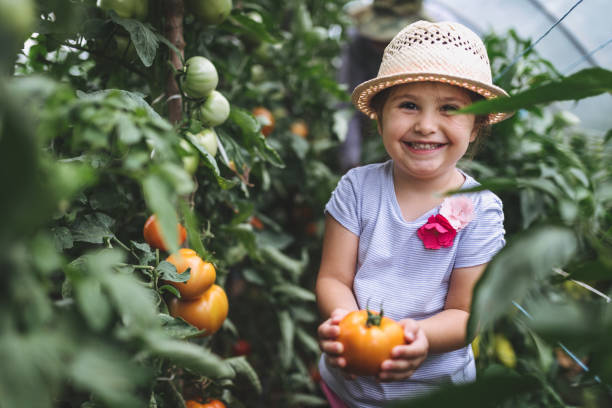 orgulhosa criança segurando seu primeiro tomate crescido - gardening child vegetable garden vegetable - fotografias e filmes do acervo