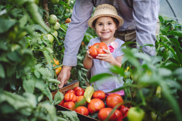 petite-fille étonnée tenant une grosse tomate bien mûre - food and drink human hand tomato tomato plant photos et images de collection