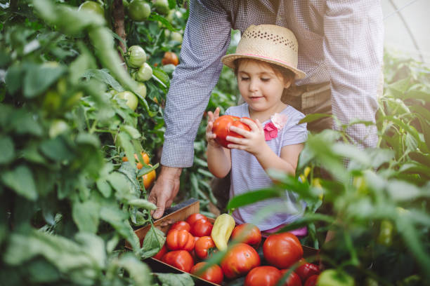 wnuczka i jej dziadek zbierają dojrzałe pomidory - planting tomato vegetable garden vegetable zdjęcia i obrazy z banku zdjęć