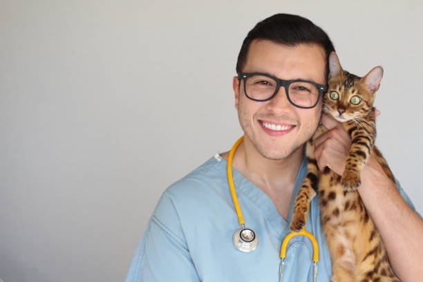 Handsome vet holding a cute bengal cat stock photo