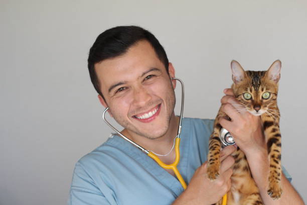 istock Handsome veterinarian holding a cute bengal cat 1012195614