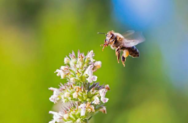 istock Country house. Flying bee. Peppermint bushes. 1012203128