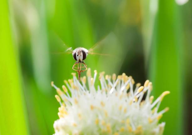 Country house. Flying bee. Peppermint bushes.