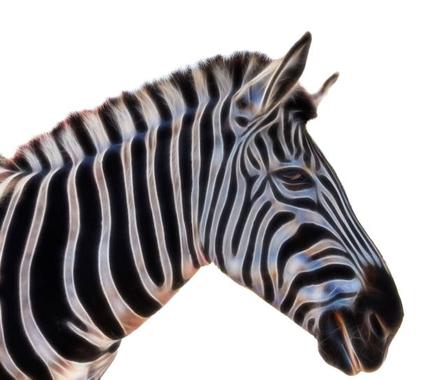 istock Portrait of a zebra 1012203236