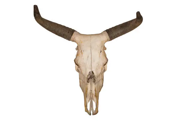 Photo of Head skull of bull isolated on white background