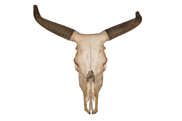 crânio de cabeça de touro, isolado no fundo branco - bull texas longhorn cattle horned white - fotografias e filmes do acervo