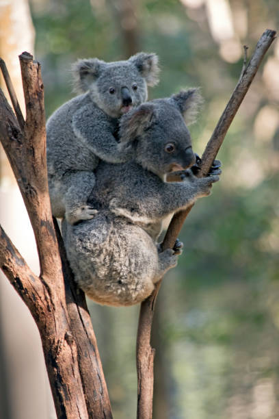 istock mother koala and joey 1012205782
