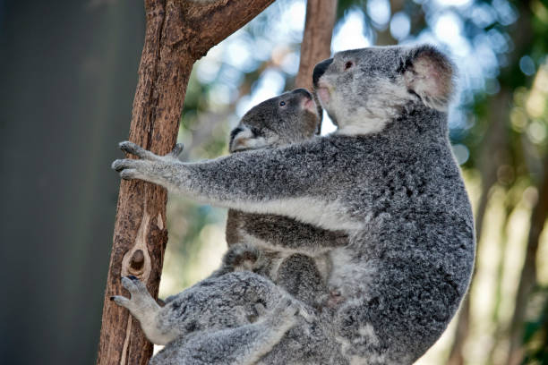 istock mother koala and two joeys 1012205848