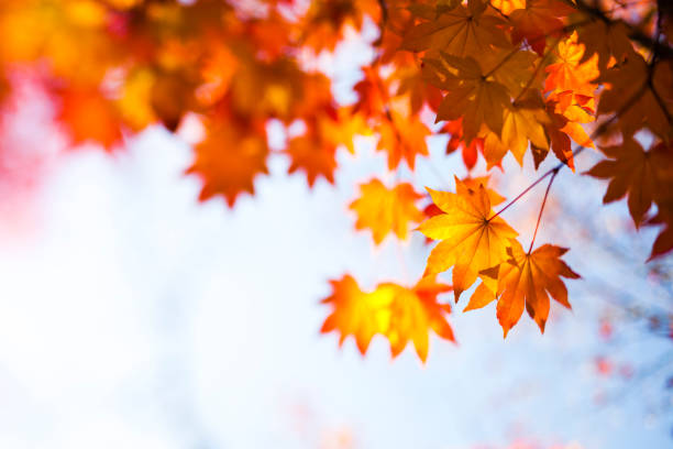 наклонно-сдвиг изображения осенних оранжевых листьев - tree area japanese fall foliage japanese maple autumn стоковые фото и изображения