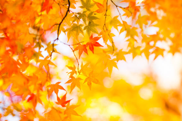 istock Tilt-Shift Image Of Colorful Autumn Leaves 1012208076