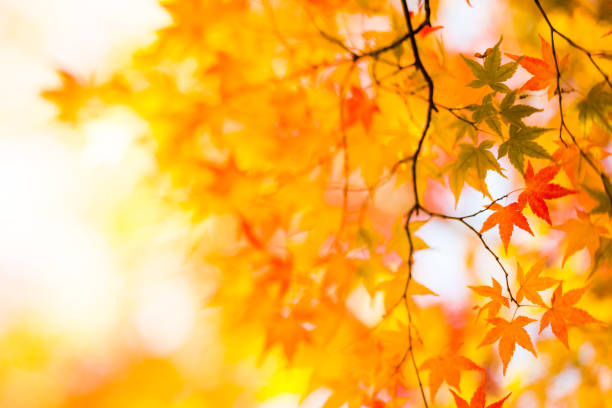 istock Tilt-Shift Image Of Colorful Autumn Leaves 1012208088