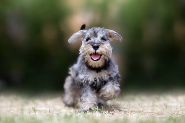 Miniature puppy Schnauzer at Play Miniature puppy Schnauzer at Play small grin stock pictures, royalty-free photos & images
