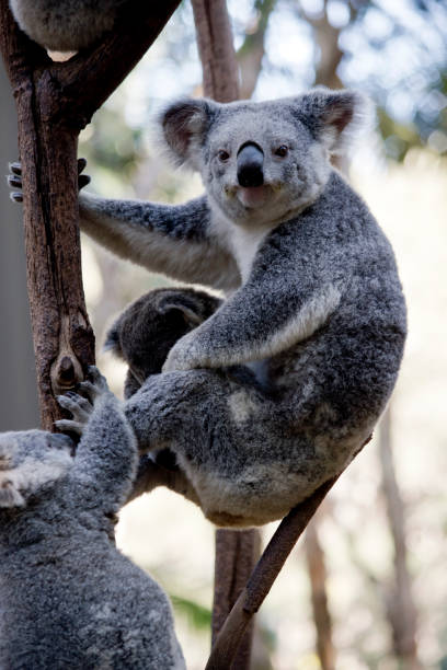 istock mother koala and joeys 1012208696