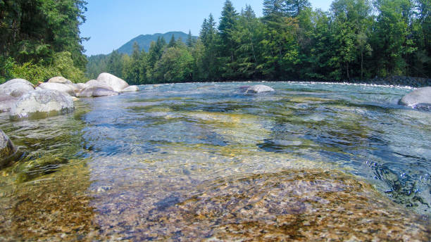 Clear Flowing River Water over Rocks in Forest
