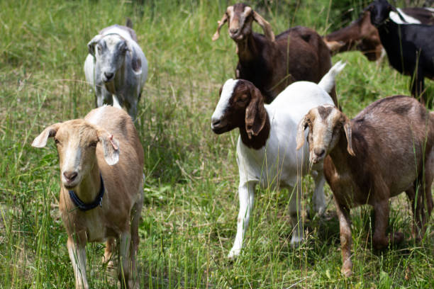 istock Goats Grazing in Rural Pasture 1012211232