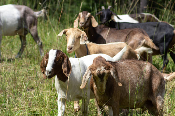 istock Goats Grazing in Rural Pasture 1012211236