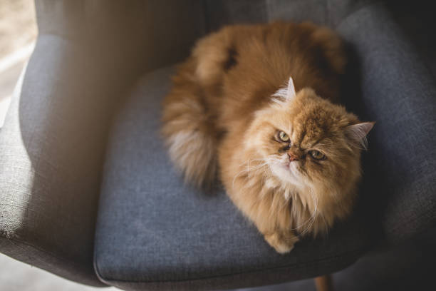 istock Persian cat lying on armchair 1012213284