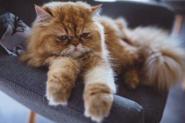 istock Gorgeous orange and yellow Persian cat 1012213378