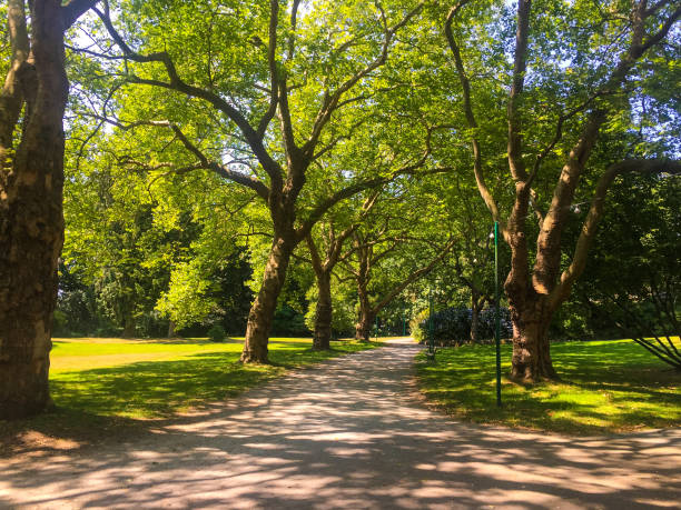 istock Tall Trees Shadows on Walkway in Park 1012213510