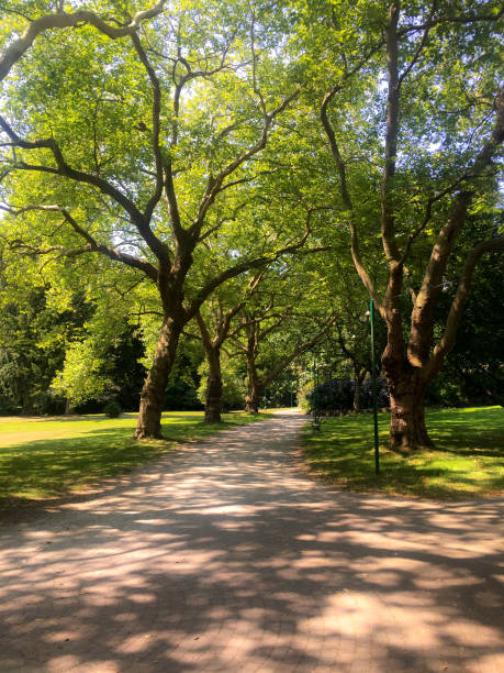 istock Tall Trees Shadows on Walkway in Park 1012213514