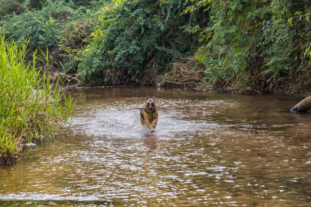 istock German shepherd dog while running in a river in paraguayan rainforest. 1012213998