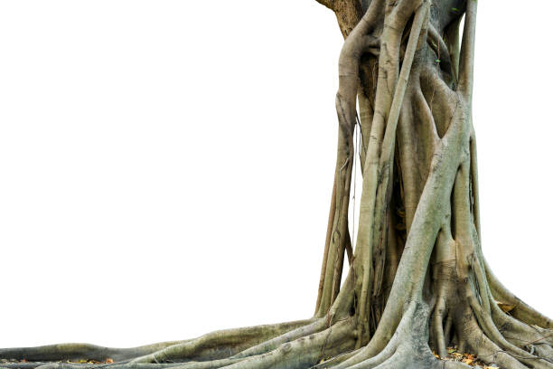 istock Roots of a tree and trunk isolated on white background. This has clipping path. 1012230022